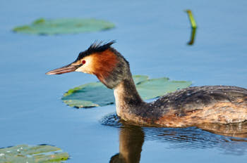 Faune des marais<br>NIKON D300S, 700 mm, 1000 ISO,  1/1250 sec,  f : 6.3 